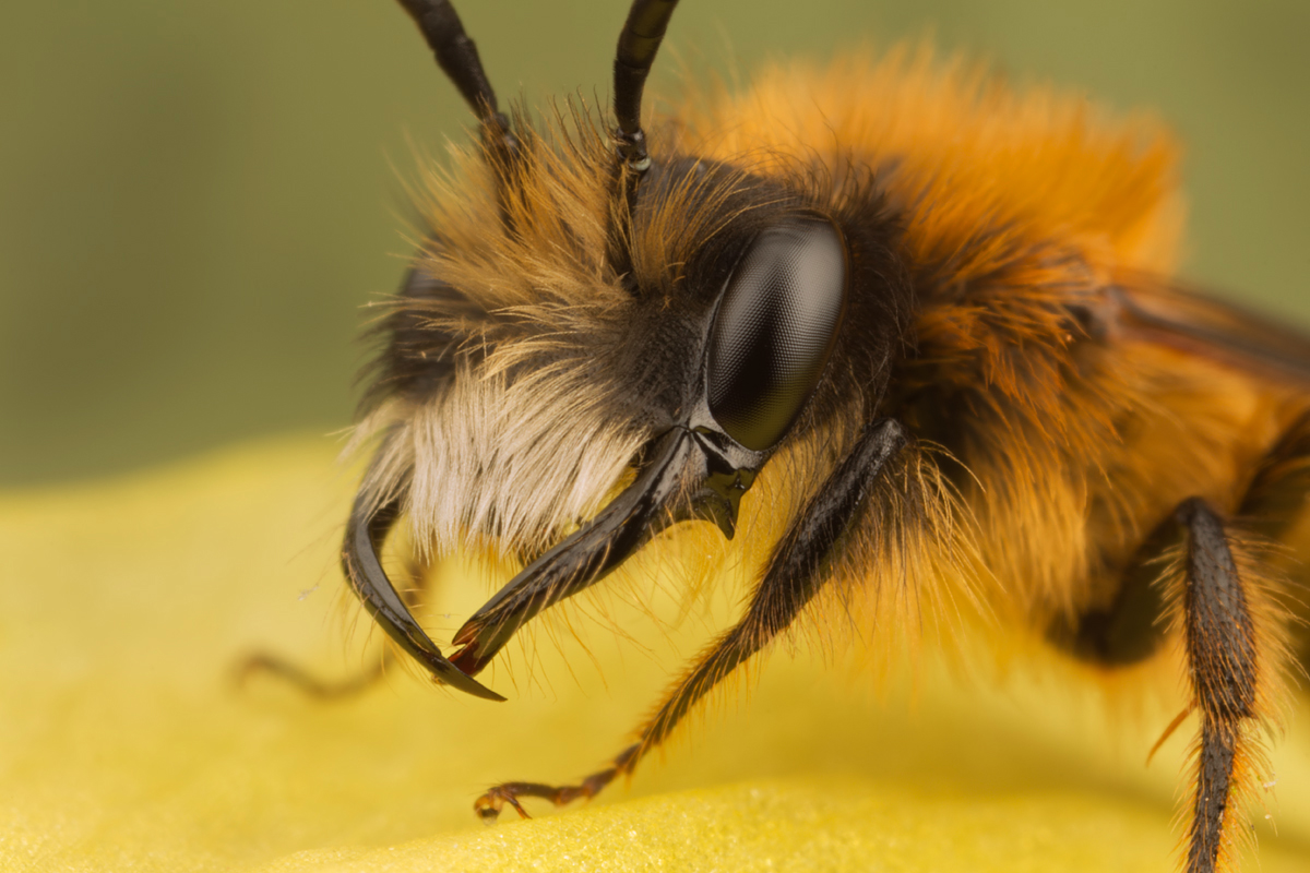 Tawny Mining Bee Male 4